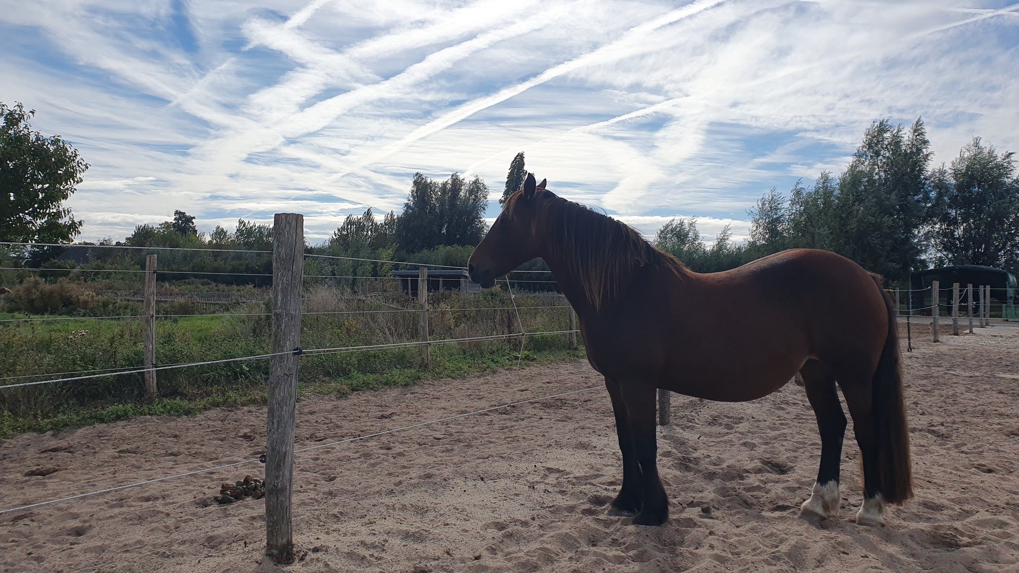 Paard in de wei, vrij en rustig aanwezig