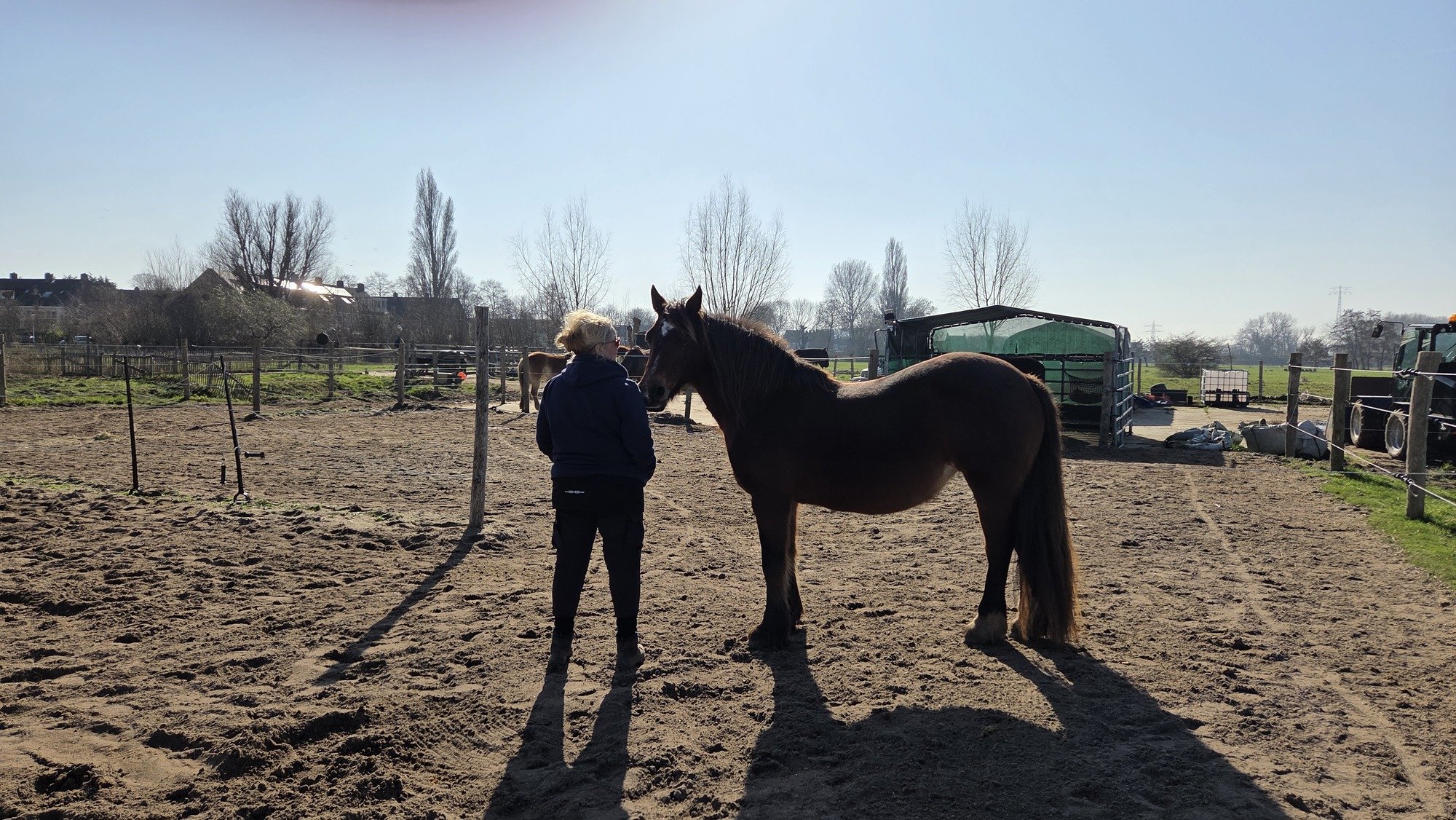 Paard in de natuur, rustig en aanwezig