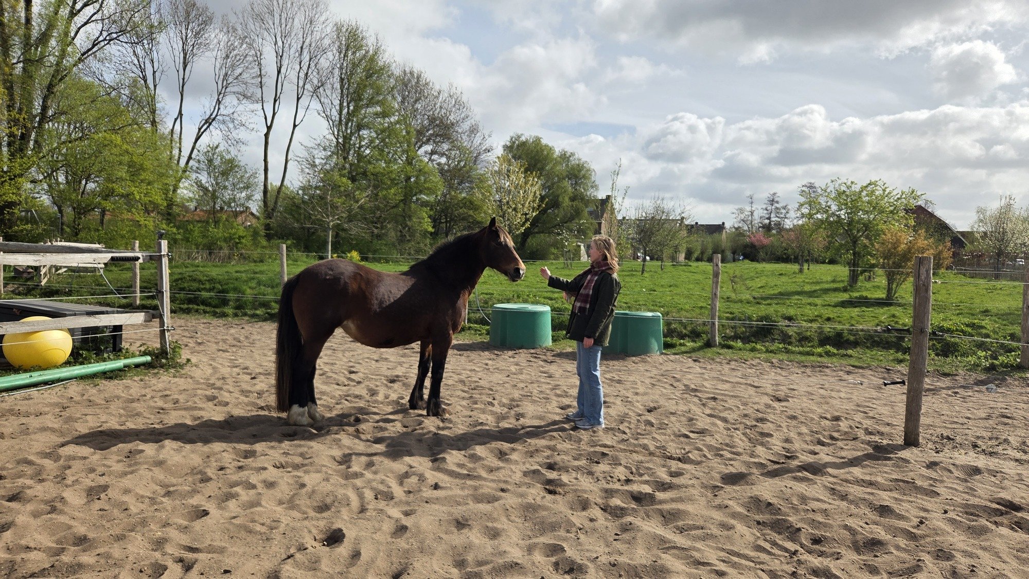 Paardencoaching sessie