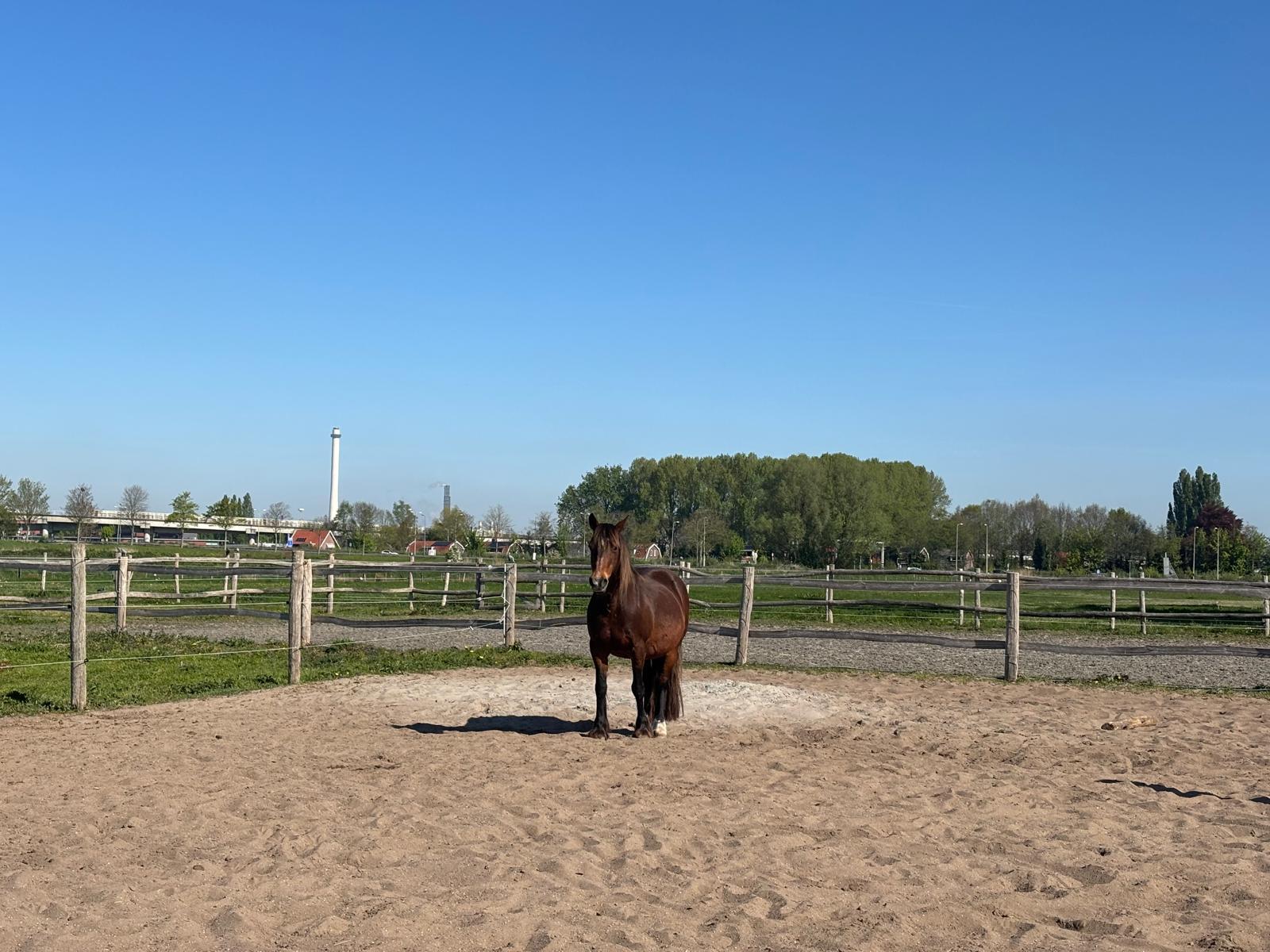 Kennismakingssessie met paard en coach